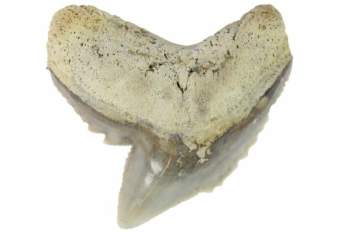 Fossil Tiger Shark (Galeocerdo) Tooth - Aurora, NC #179003